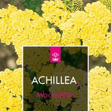 Achillea 'Moonshine'