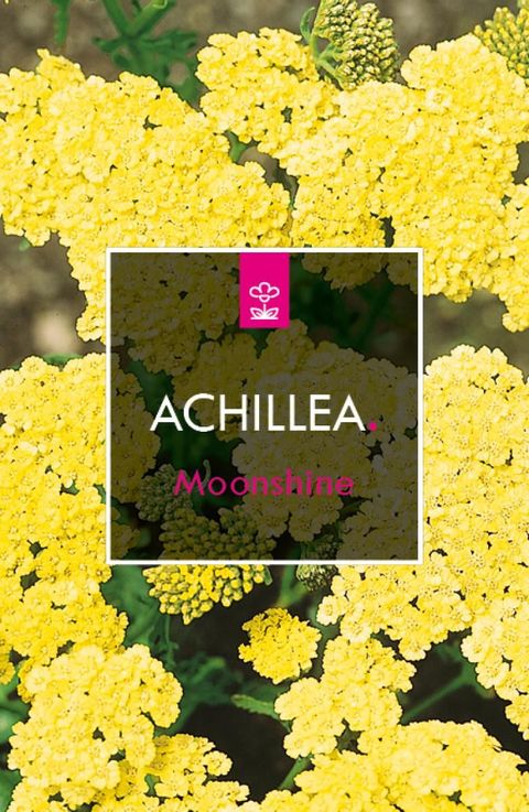 Achillea 'Moonshine'