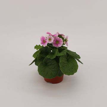 Primula obconica SWEET KISSES AMORE RED WHITE