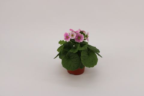 Primula obconica SWEET KISSES AMORE RED WHITE