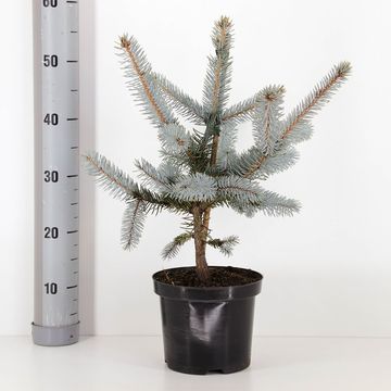 Picea pungens 'Hoopsii'