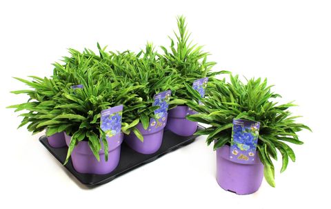 Campanula persicifolia 'Takion Blue'