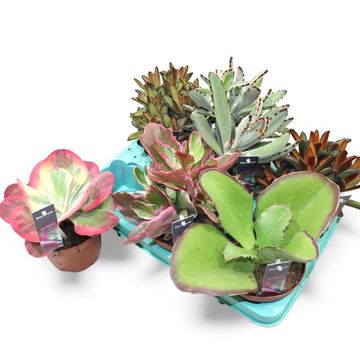 Kalanchoe MIX