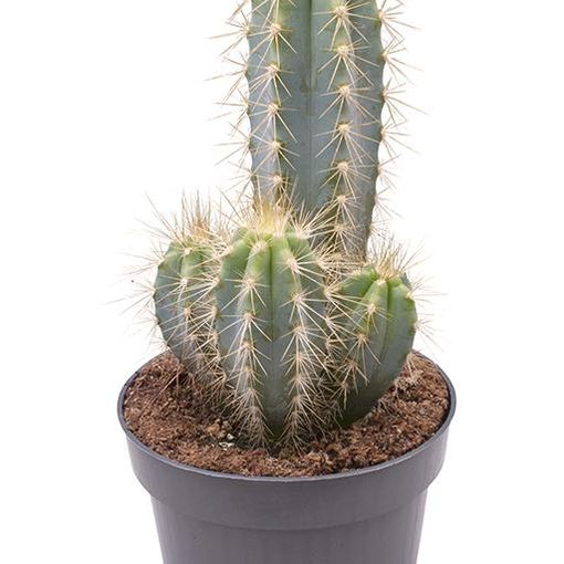 Pilosocereus azureus