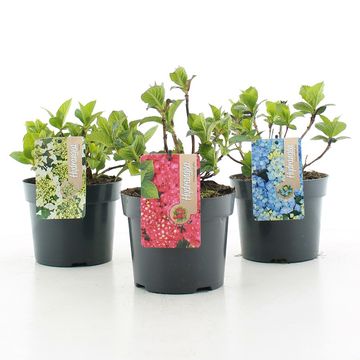Hydrangea macrophylla TELLER MIX