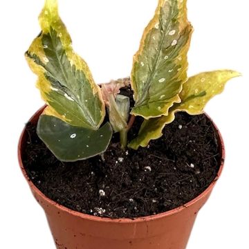 Begonia 'Dainty Spray Sport Variegata'