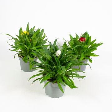 Xerochrysum bracteatum MIX