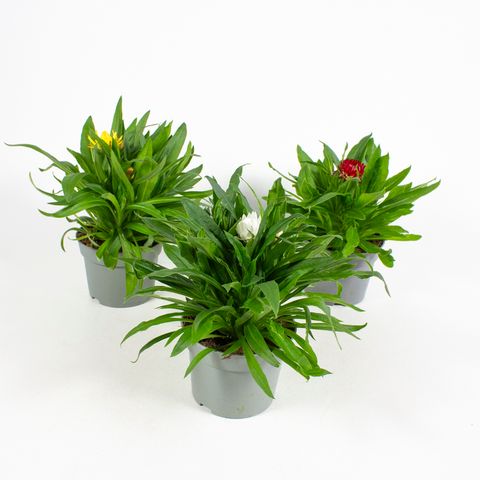 Xerochrysum bracteatum MIX