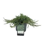 Juniperus communis 'Green Carpet'