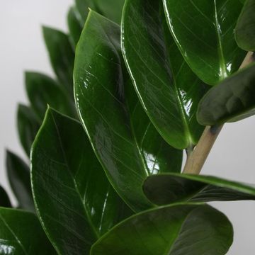Zamioculcas zamiifolia