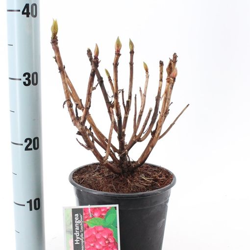 Hydrangea macrophylla 'Leuchtfeuer' (About Plants Zundert BV)