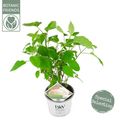 Hydrangea arborescens STRONG ANNABELLE / INCREDIBALL