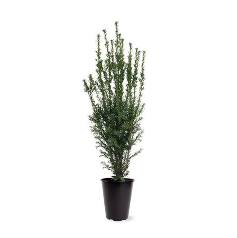 Taxus x media 'Hillii'