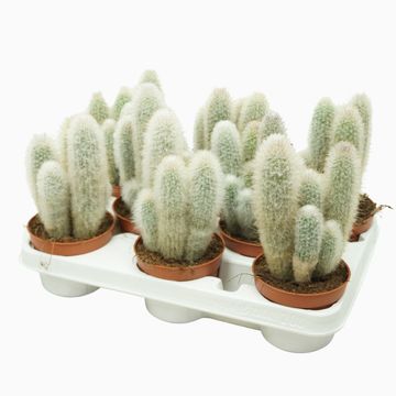 Austrocephalocereus dybowskii