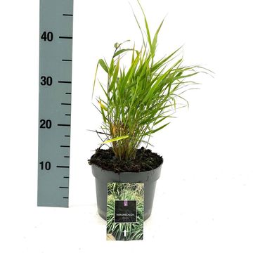 Hakonechloa macra