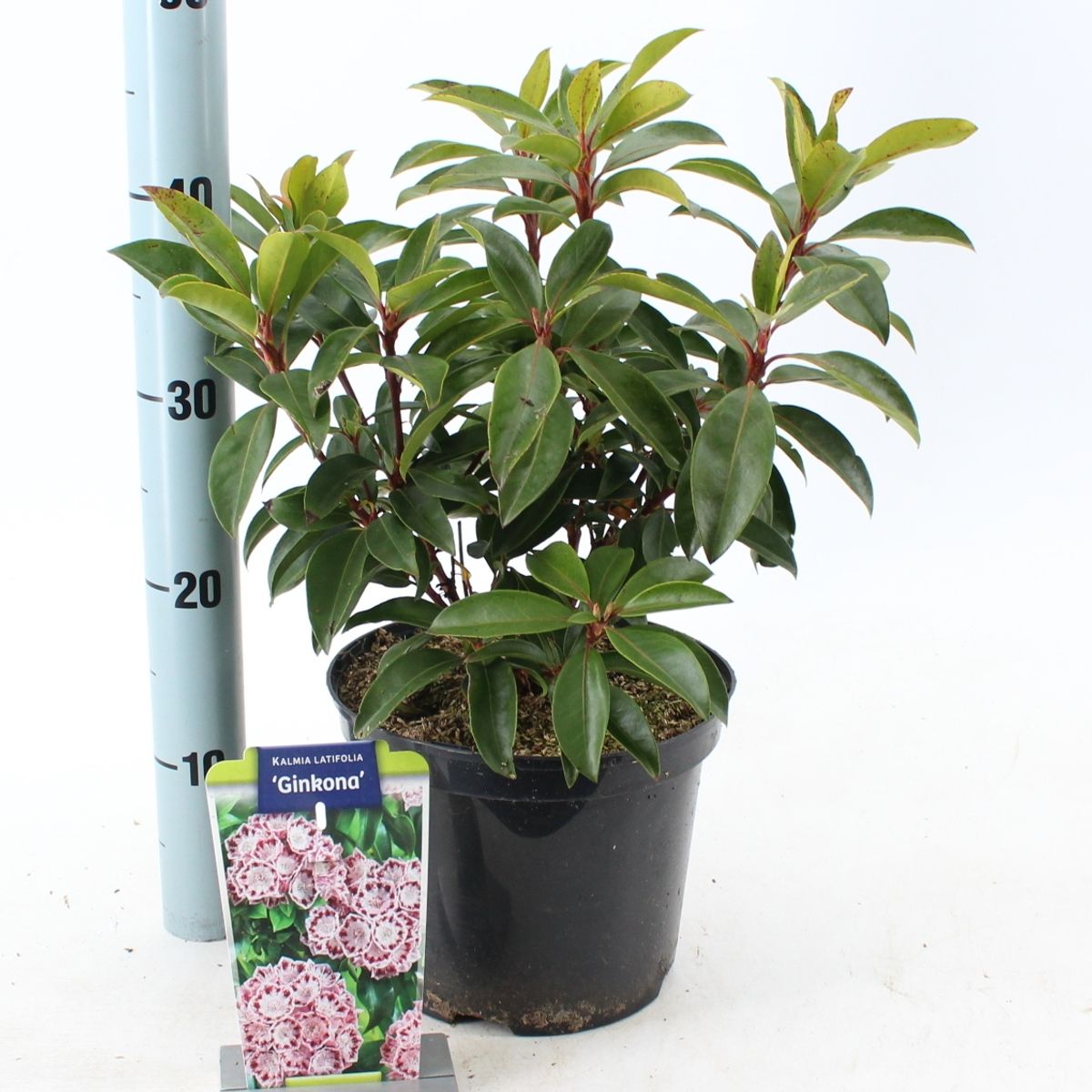 Kalmia latifolia 'Ginkona' — Plant Wholesale FlorAccess