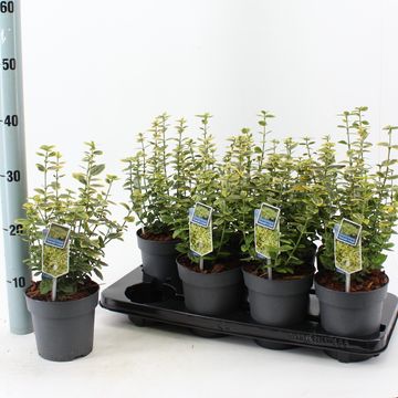 Euonymus fortunei 'Emerald 'n' Gold'