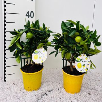 x Citrofortunella floridana 'Eustis'