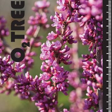 Cercis canadensis CAROLINA SWEETHEART