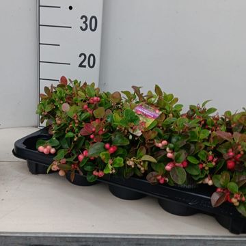 Gaultheria procumbens
