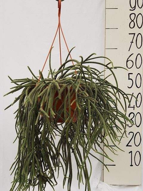 Rhipsalis baccifera horrida