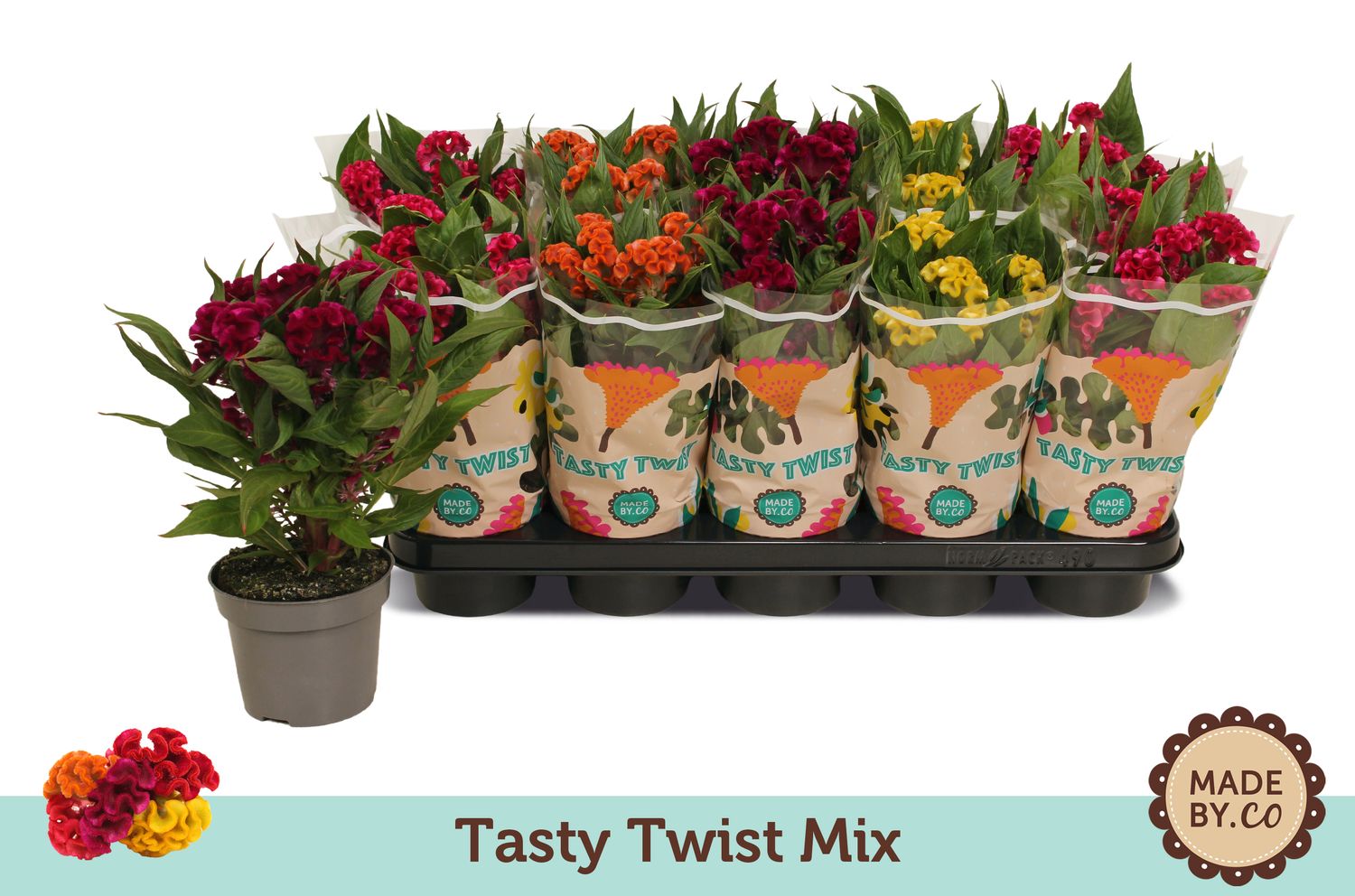 Celosia TASTY TWIST MIX — Plant Wholesale FlorAccess