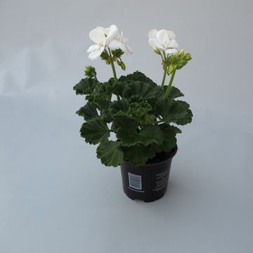 Pelargonium TOSCANA CATO