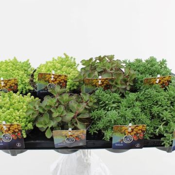 Sedum MIX