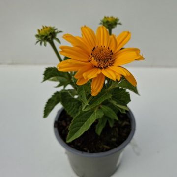 Heliopsis helianthoides 'Sole Giatto'