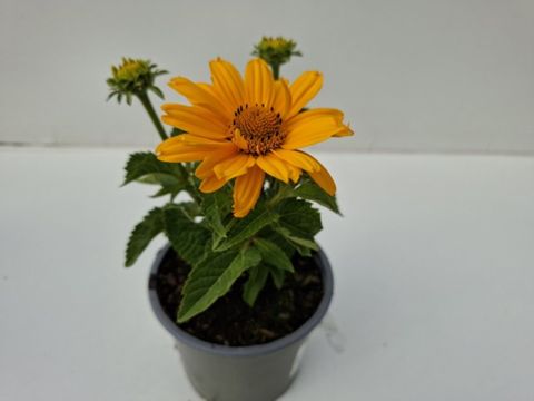 Heliopsis helianthoides 'Sole Giatto'