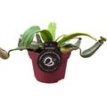 Nepenthes albomarginata