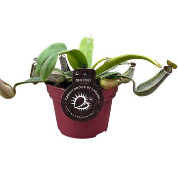 Nepenthes albomarginata