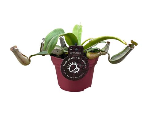 Nepenthes albomarginata