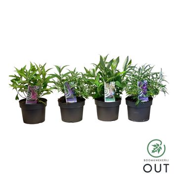 Buddleja davidii BUTTERFLY CANDY MIX