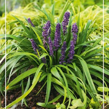 Liriope MIX