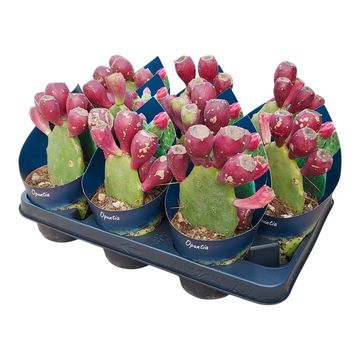 Opuntia vulgaris