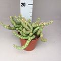 Crassula 'Hottentot'