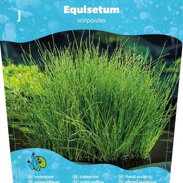 Equisetum scirpoides