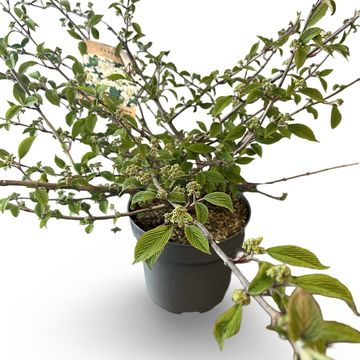 Viburnum plicatum 'Mariesii'