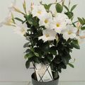 Mandevilla DIAMANTINA JADE WHITE