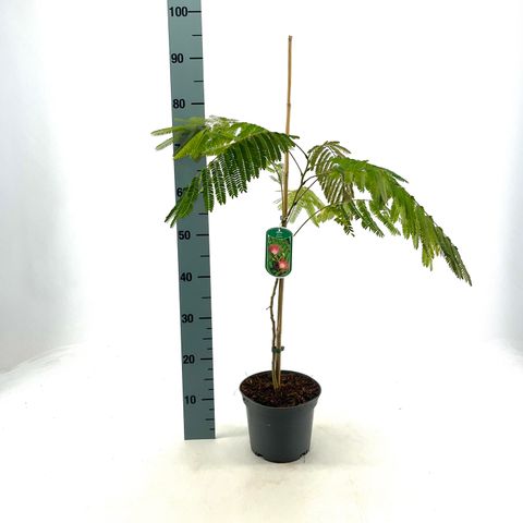 Albizia julibrissin OMBRELLA