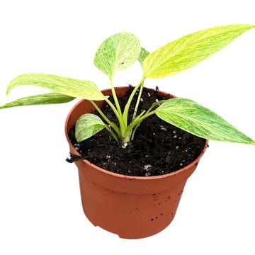 Homalomena sulcata 'Cream Frost'