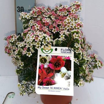 Chamelaucium uncinatum 'My Sweet 16'