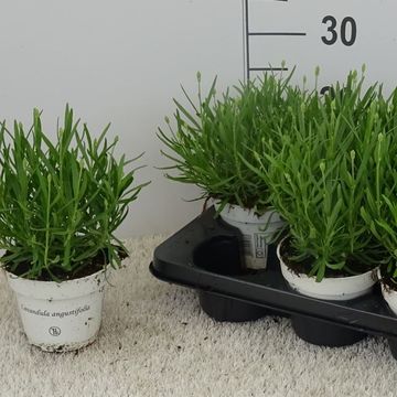 Lavandula angustifolia WHITE FRAGRANCE