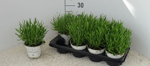 Lavandula angustifolia WHITE FRAGRANCE