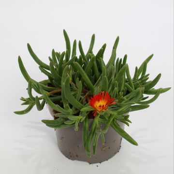 Delosperma cooperi LIDO ORANGE WITH EYE