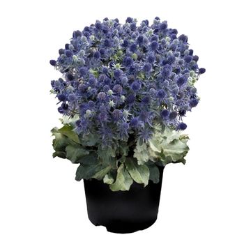 Eryngium planum 'Blue Hobbit'