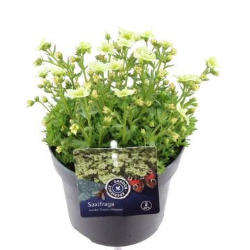 Saxifraga TOURAN LIMEGREEN