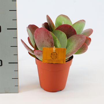 Kalanchoe thyrsiflora