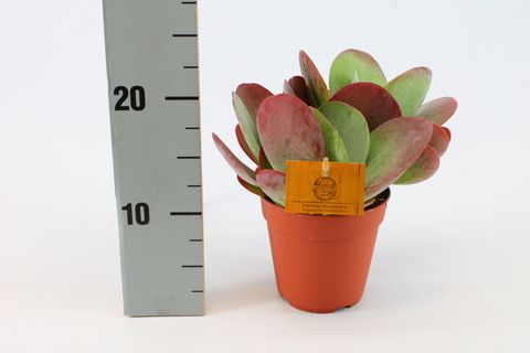 Kalanchoe thyrsiflora